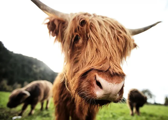Blockhaus Saeuling - Haus Elise Chalet *