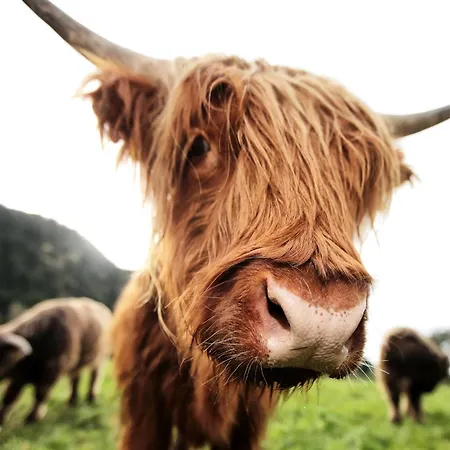 Blockhaus Saeuling - Haus Elise Alpstuga *